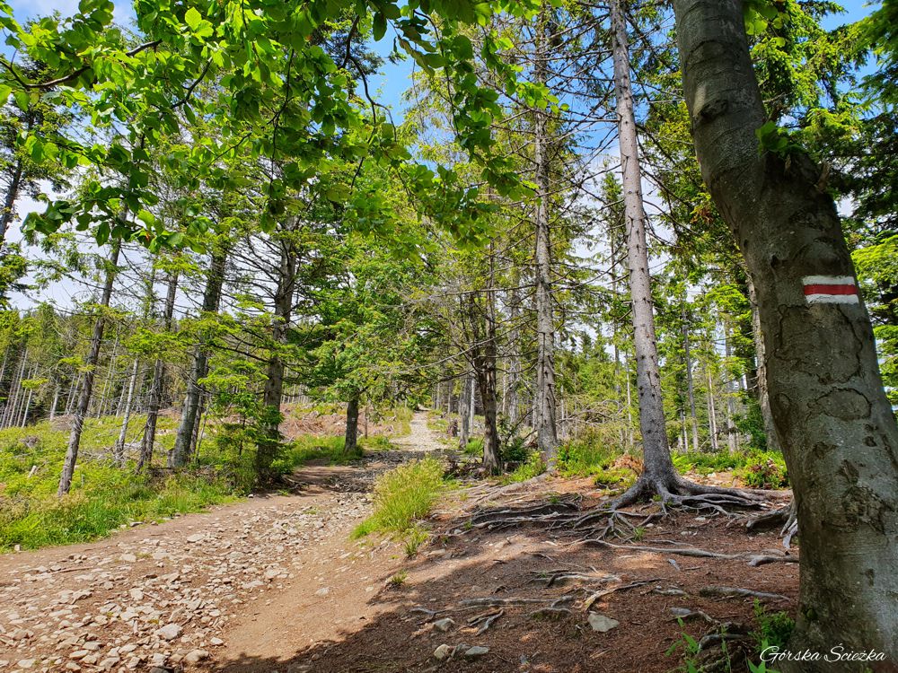Radziejowa z Jaworek: Trasa powyżej Wielkiego Rogacza