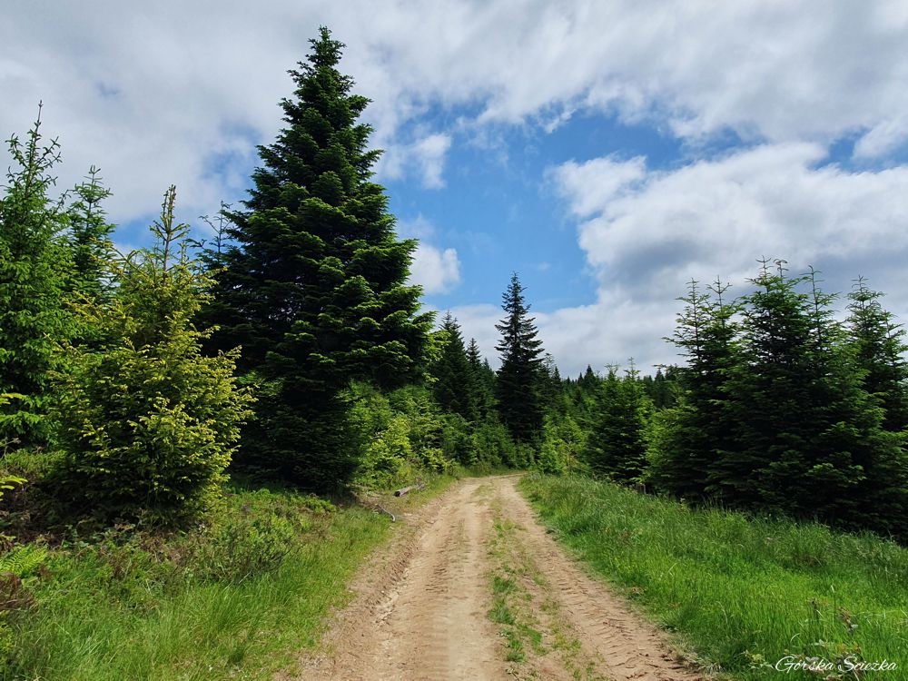 Radziejowa z Jaworek: Szlak czerwony powyżej Ruskiego Wierchu