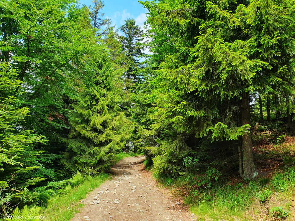 Radziejowa z Jaworek: Szlak niebieski na Wielki Rogacz