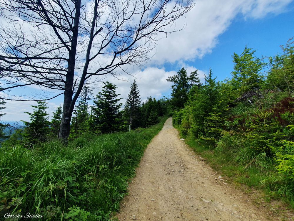 Radziejowa z Jaworek: Fragment trasy Wielki Rogacz-Radziejowa