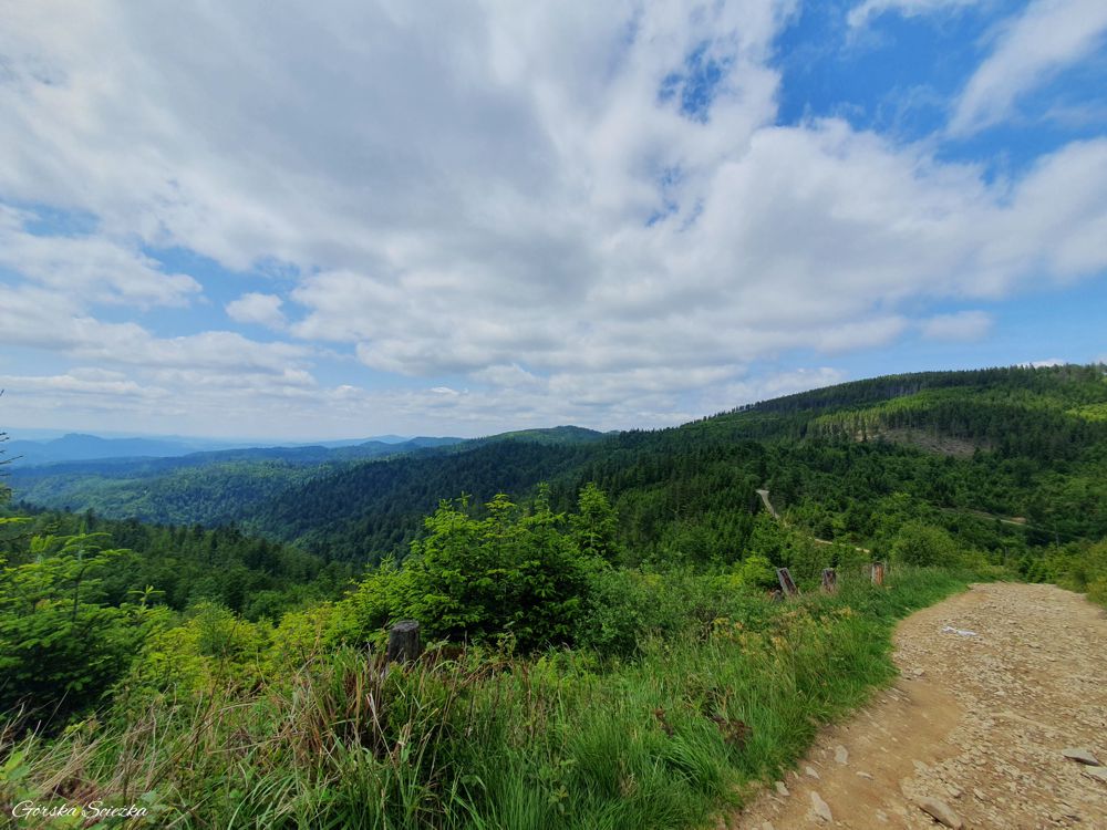 Radziejowa z Jaworek: Fragment trasy Wielki Rogacz-Radziejowa