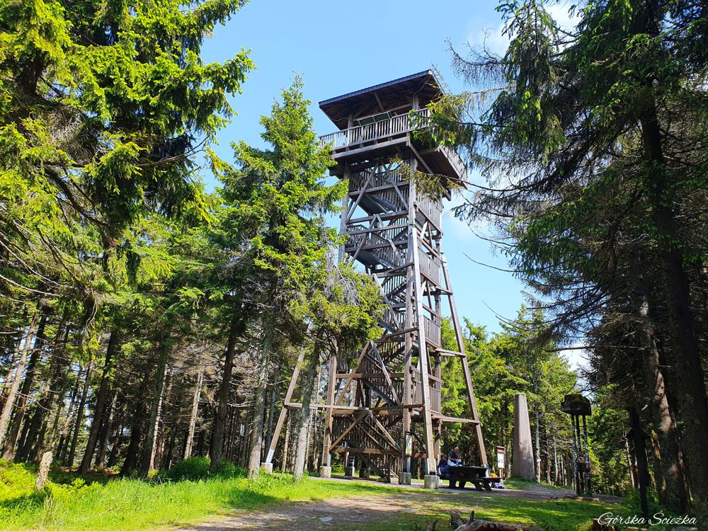 Radziejowa z Jaworek: Wieża widokowa na Radziejowej
