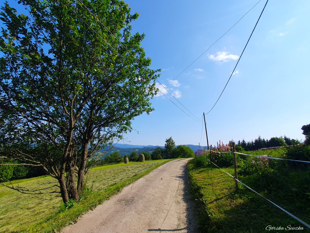 Bacówka PTTK pod Bereśnikiem: Szlak żółty przed schroniskiem