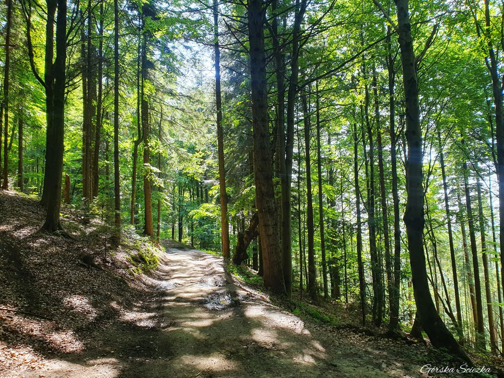 Bacówka PTTK pod Bereśnikiem: Szlak czarny na Wodospad Zaskalnik