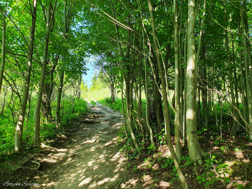 Bacówka PTTK pod Bereśnikiem: Leśna cześć szlaku żółtego
