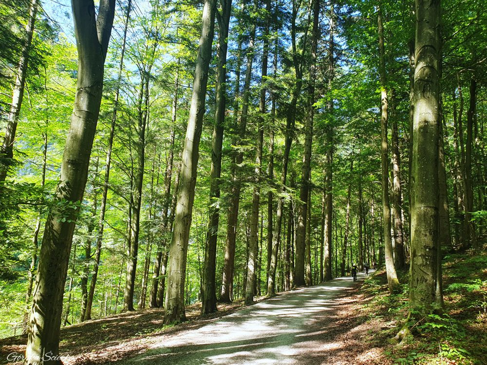 Szczawnica-Czerwony Klasztor: Leśny odcinek trasy