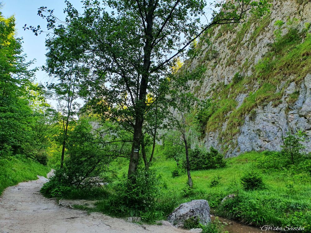 Wąwóz Homole: Szlak dnem wąwozu obok skalnych ścian