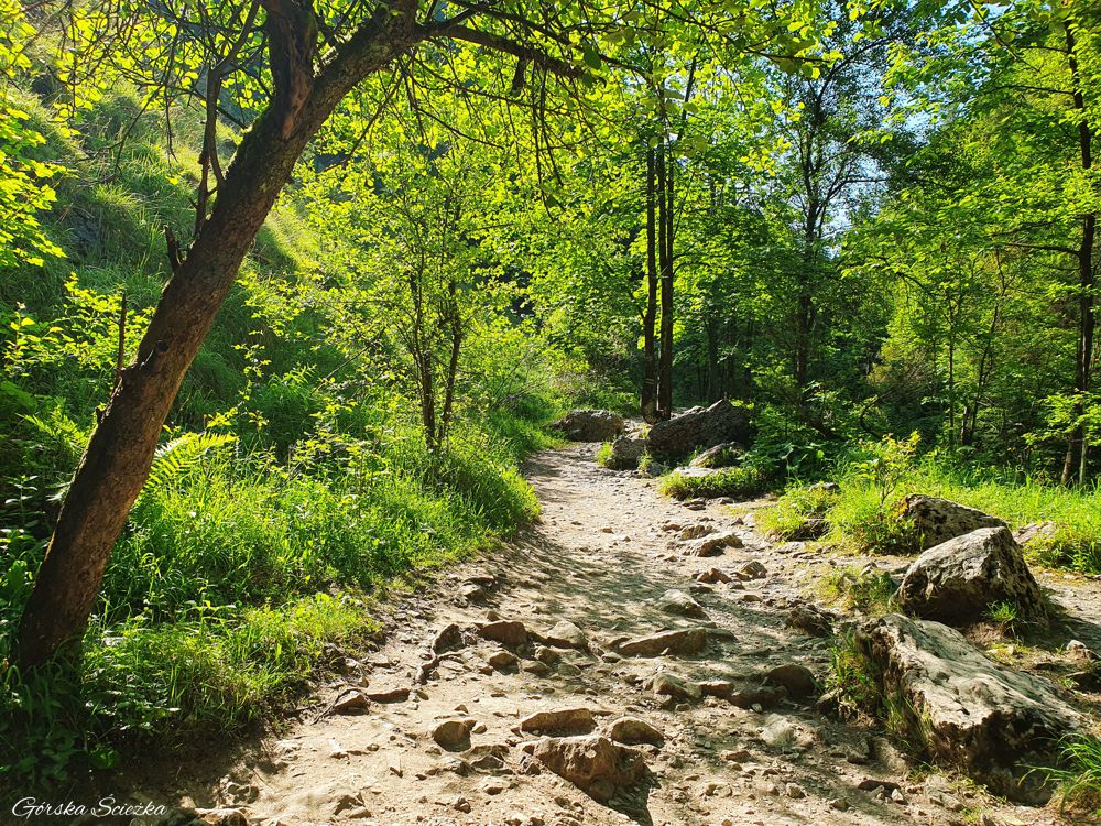 Wąwóz Homole: Trasa przez Wąwóz