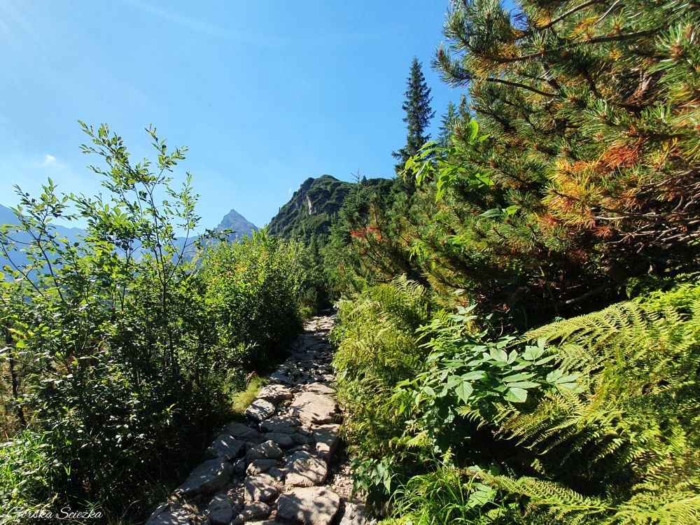Czarny Staw Gąsienicowy: Pierwszy fragment szlaku niebieskiego do stawu