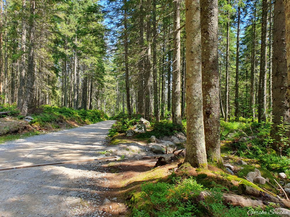 Hala Gąsienicowa z Brzezin: Leśna część szlaku czarnego