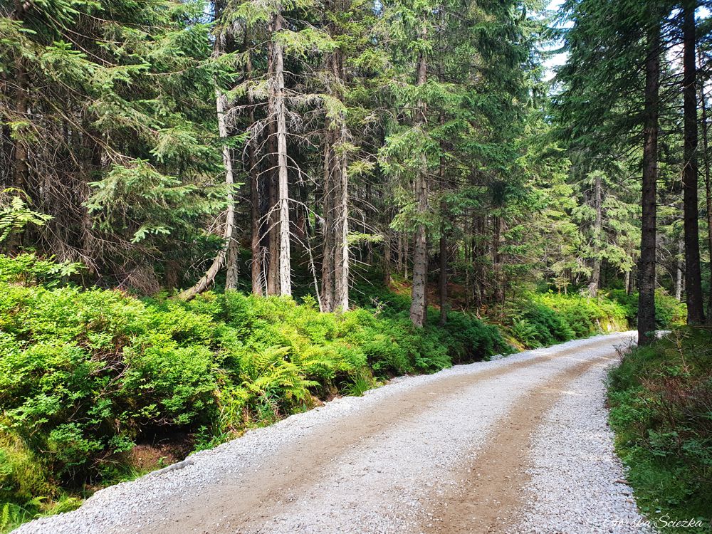 Hala Gąsienicowa z Brzezin: Fragment trasy na halę