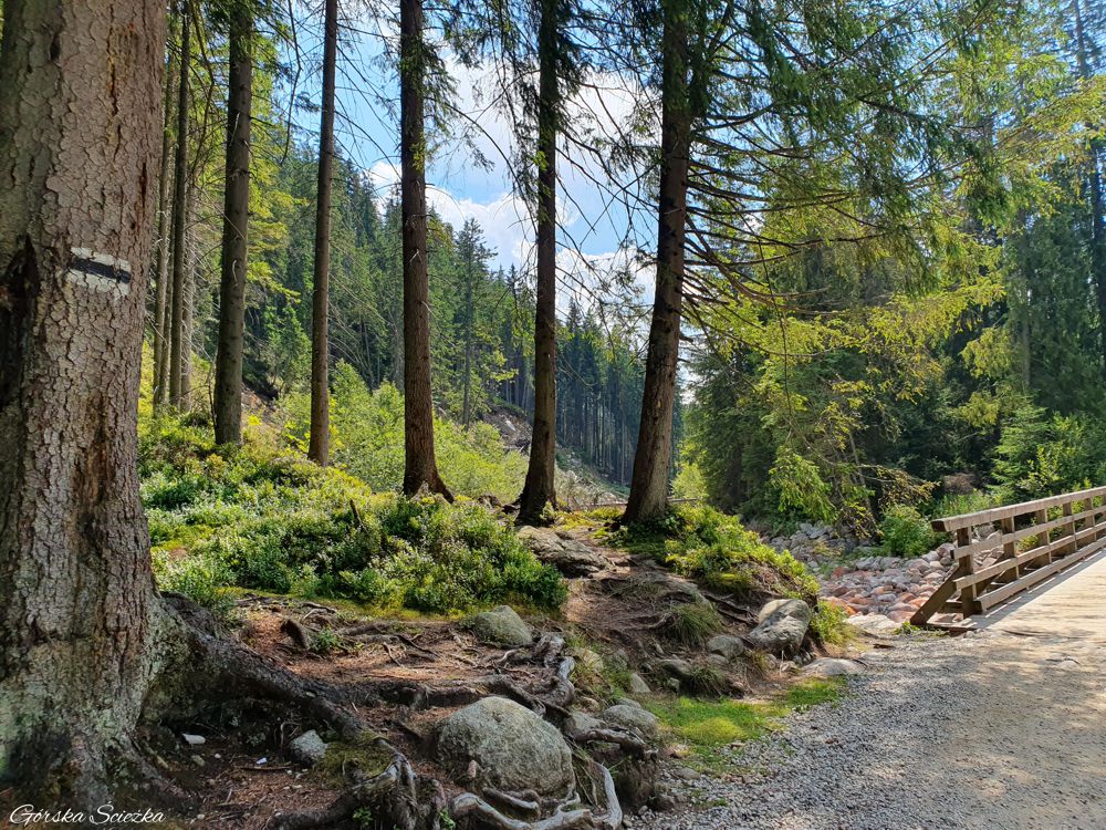 Hala Gąsienicowa z Brzezin: Początek szlaku na Halę Gąsienicową