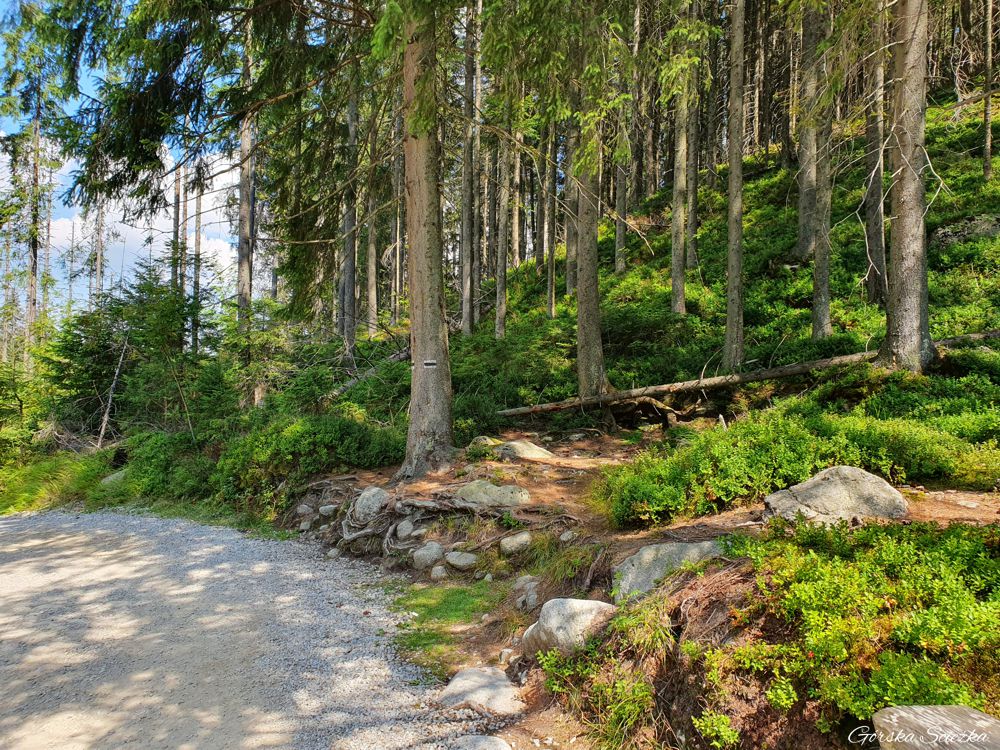 Hala Gąsienicowa z Brzezin: Szlak czarny na Halę Gąsienicową