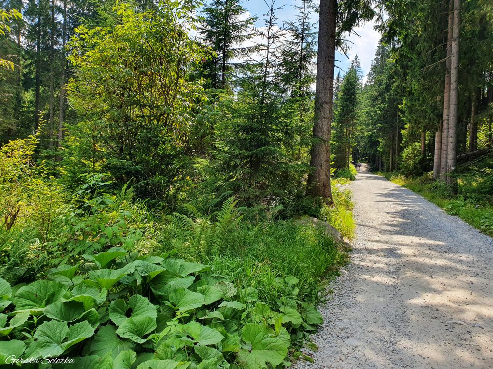 Hala Gąsienicowa z Brzezin: Szlak czarny na Halę Gąsienicową