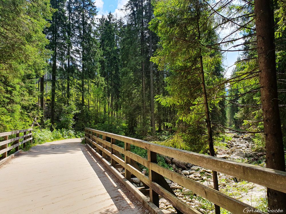 Hala Gąsienicowa z Brzezin: Leśna część szlaku czarnego