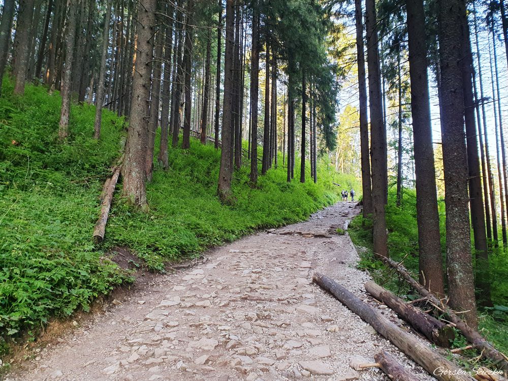 Hala Gąsienicowa z Kuźnic: Fragment trasy prowadzący lasem