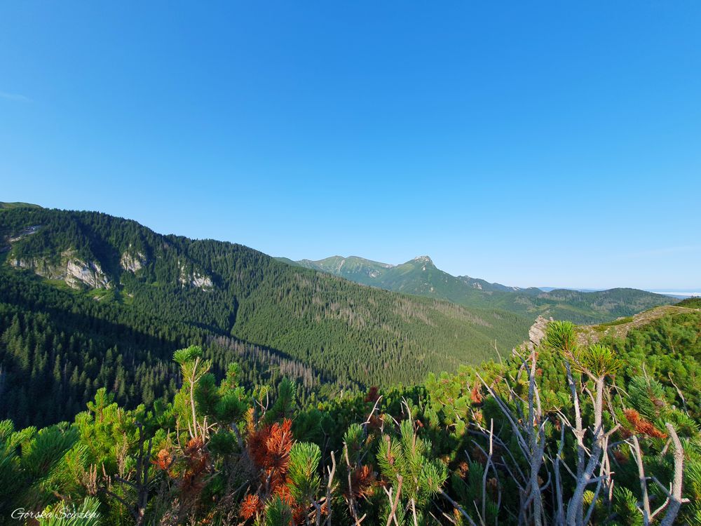 Hala Gąsienicowa z Kuźnic: Panorama na Giewont ze szlaku