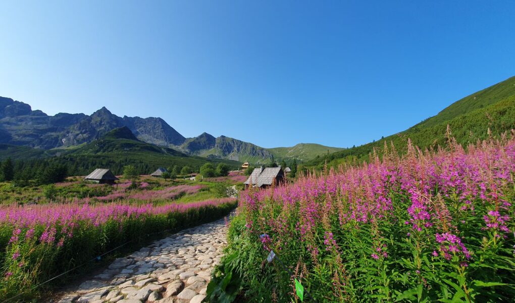 Hala Gąsienicowa z Kuźnic