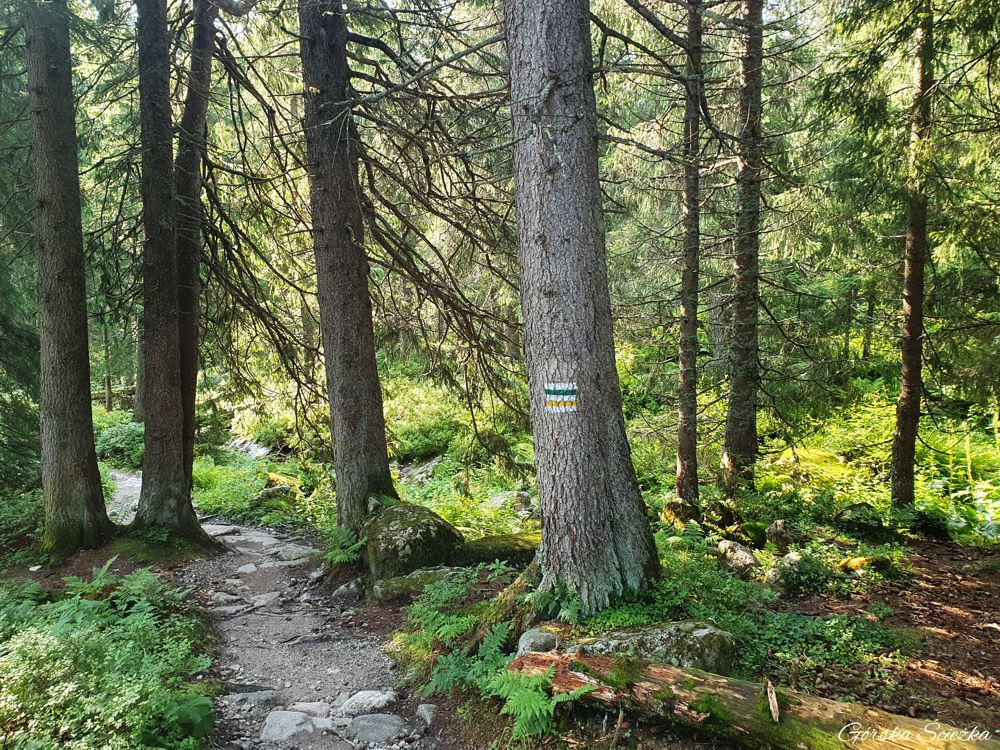 Przełęcz Krzyżne: Las w dolnej części Doliny Gąsienicowej
