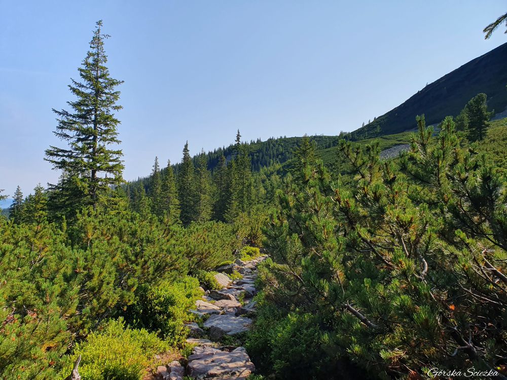 Przełęcz Krzyżne: Szlak żółty poniżej zbocza Żółtej Turni