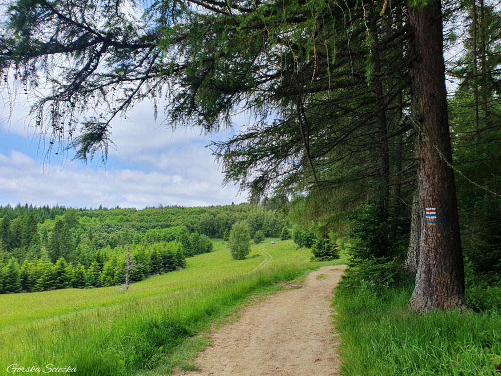 Radziejowa z Obidzy: Polana Litawcowa