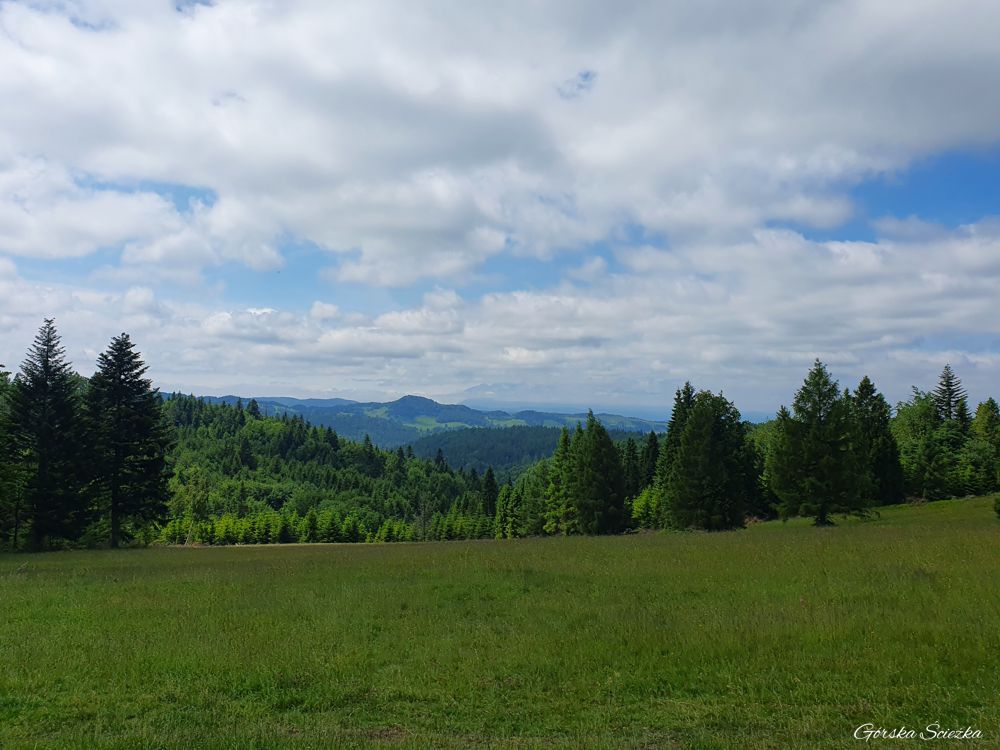 Radziejowa z Obidzy: Punkt widokowy na Polanie Litawcowej