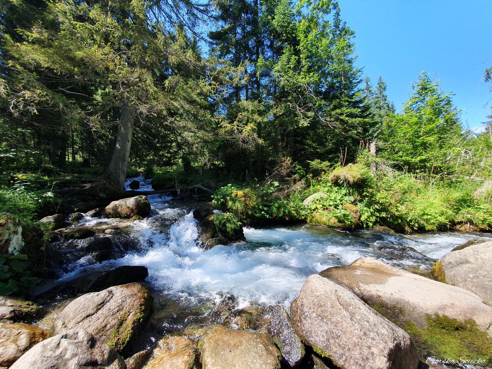 Dolina Olczyska: Potok Olczyski przy polanie
