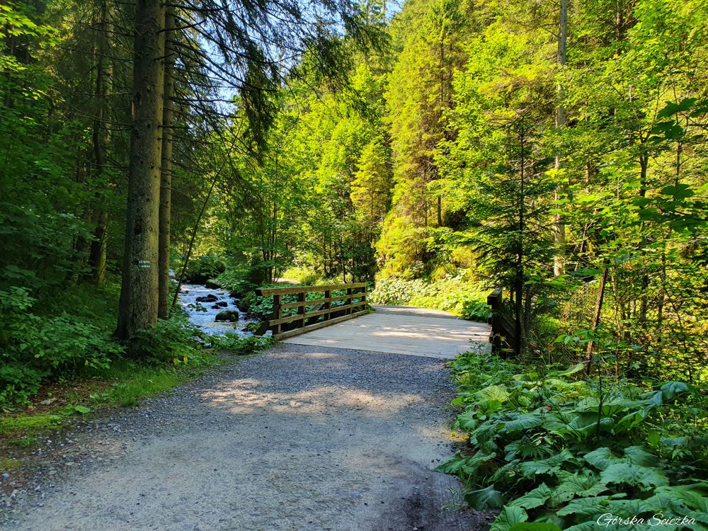 Dolina Olczyska: Przebieg trasy w dolnej części doliny