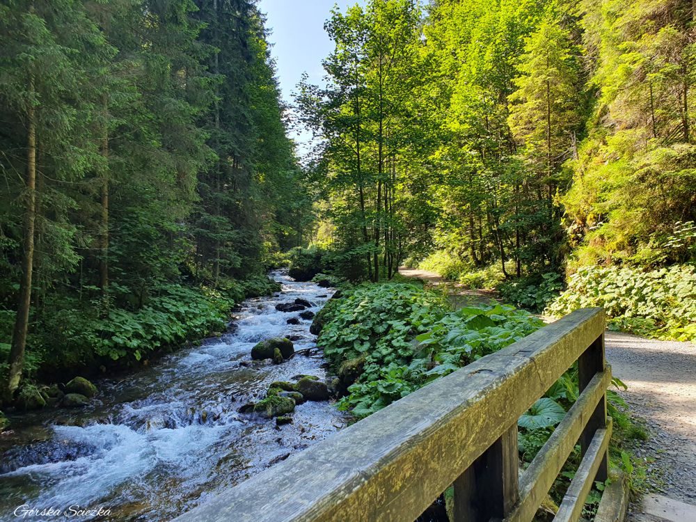 Dolina Olczyska: Potok Olczyski przy szlaku