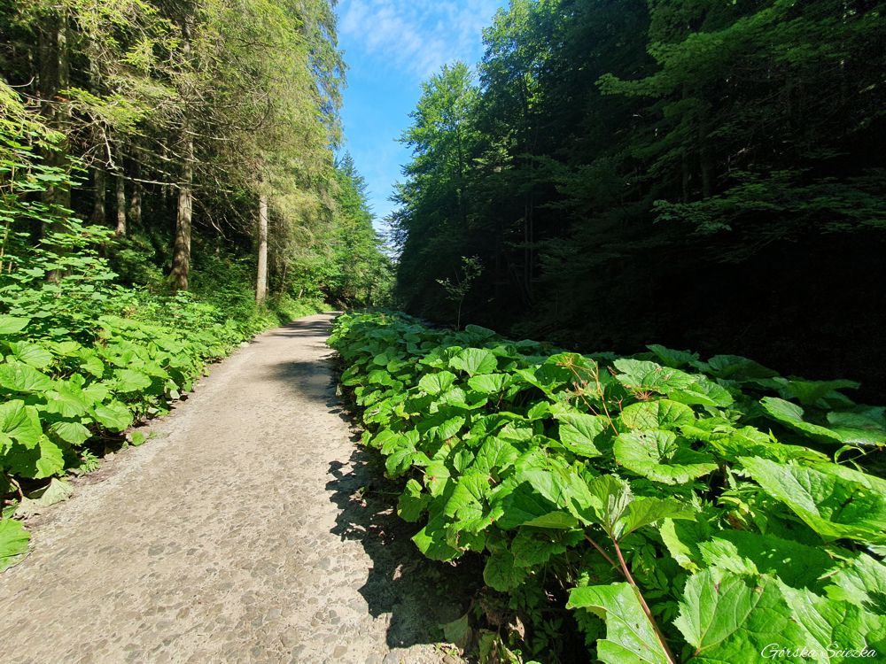 dolina Olczyska: Przebieg trasy w dolnej części doliny