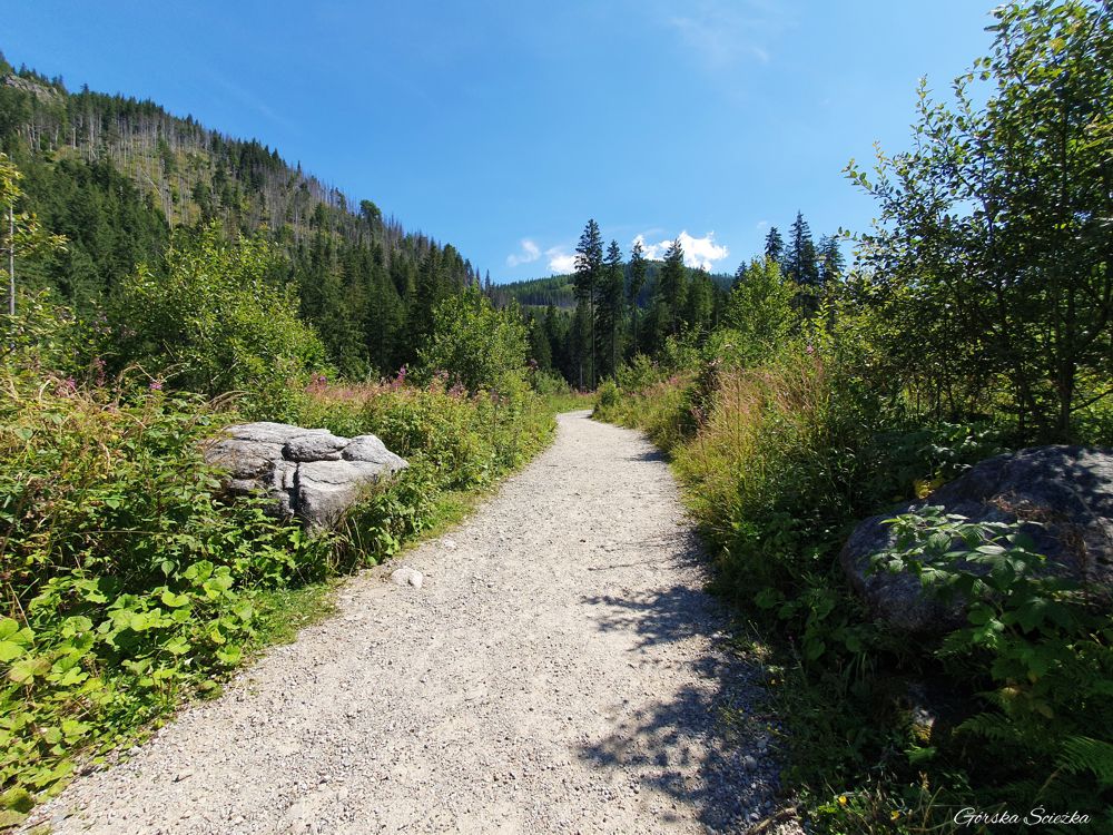 Dolina Olczyska: Górna część szlaku zielonego