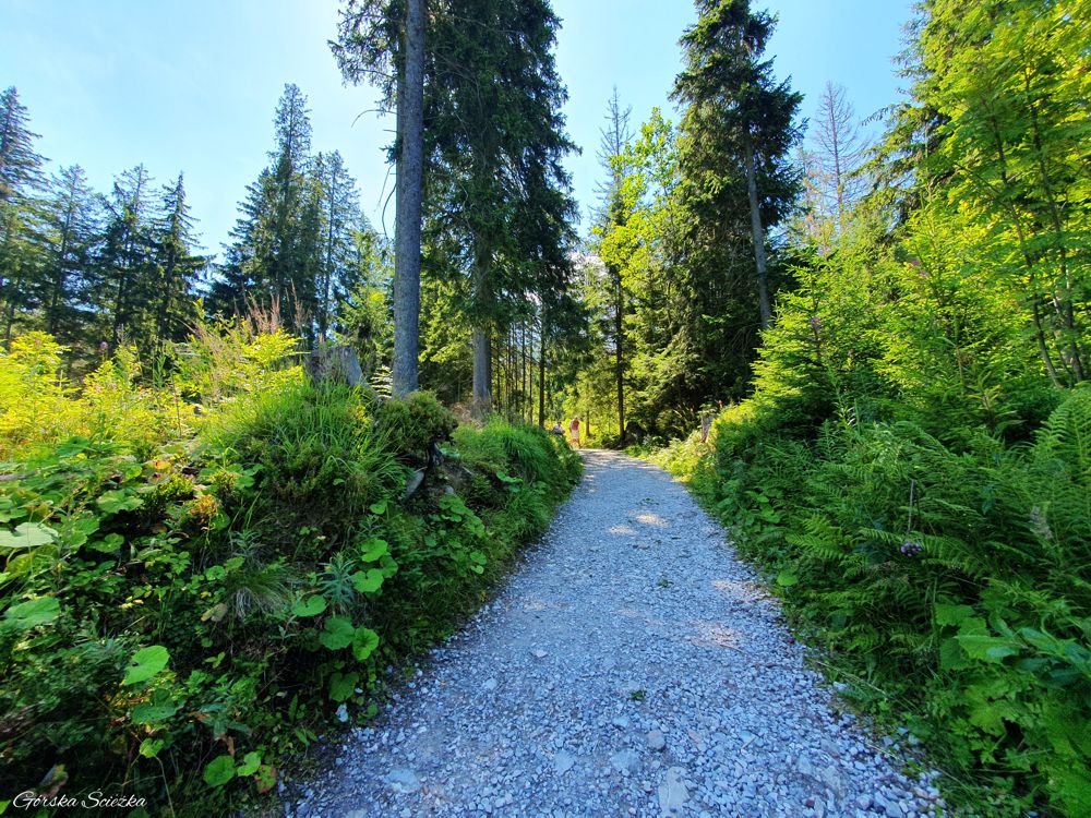Dolina Olczyska: Przy końcu Doliny Olczyskiej