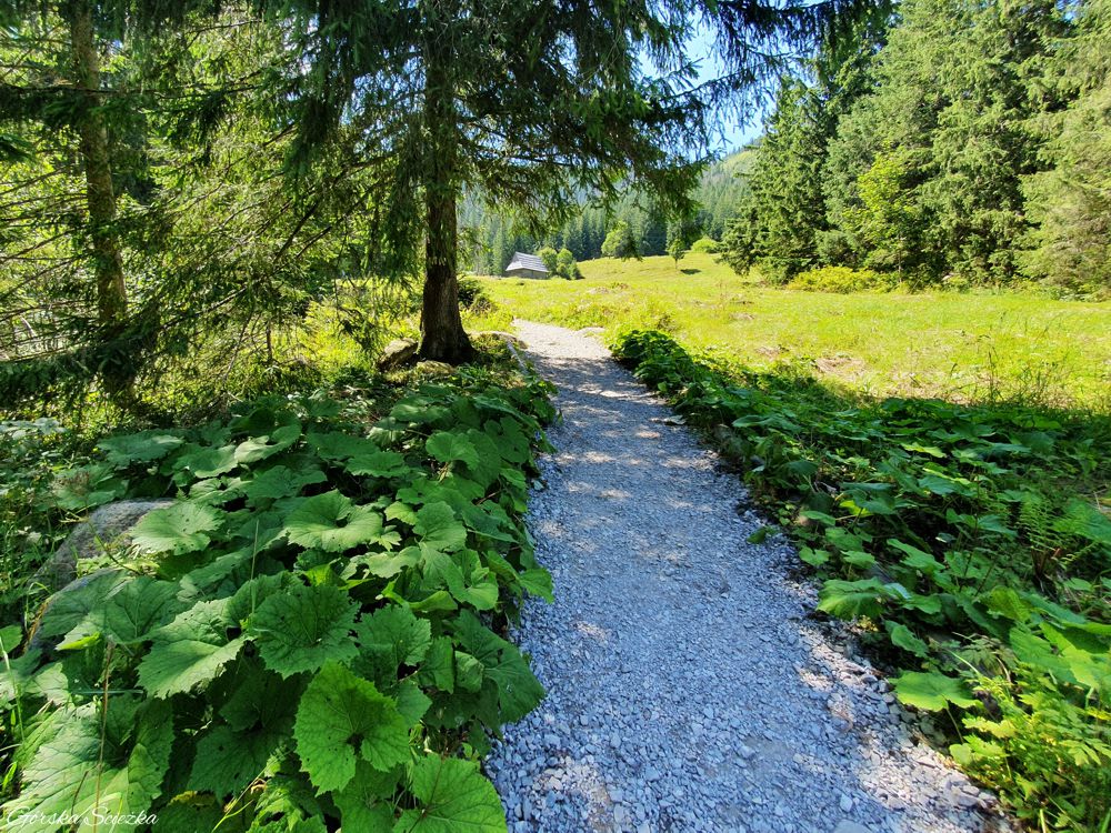 Dolina Olczyska: Szlak żółty prowadzący w głąb polany