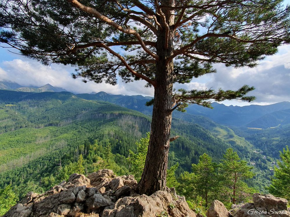 Nosal: Widok ze szczytu Nosala