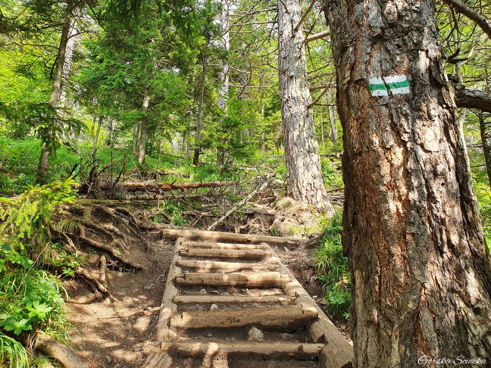 Nosal: Leśna cześć szlaku na Nosal