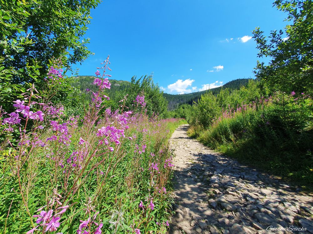Wielki Kopieniec: Przebieg szlaku powyżej Polany Olczyskiej