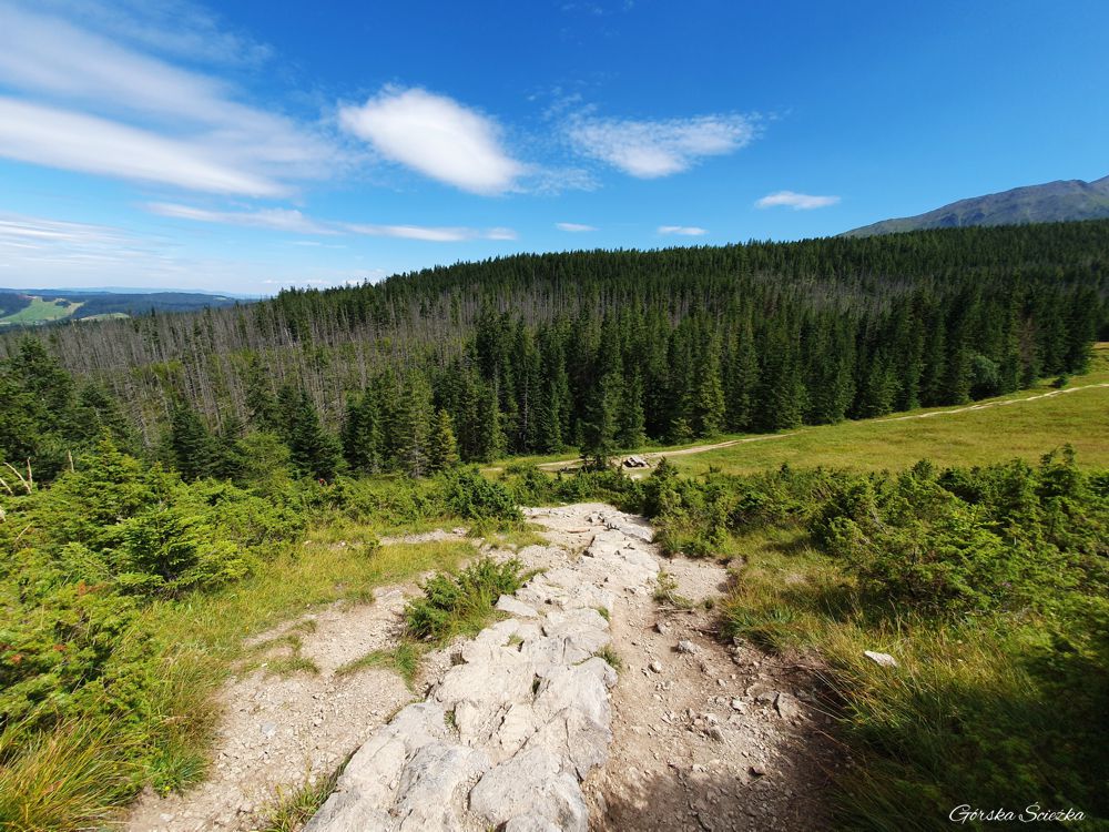 Wielki Kopieniec: Zejście w stronę Polany Kopieniec