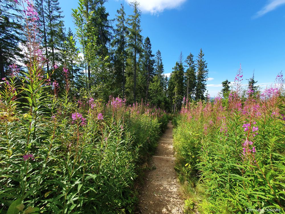 Wielki Kopieniec: Wierzbówka Kiprzyca na trasie do Wielkiego Kopieńca