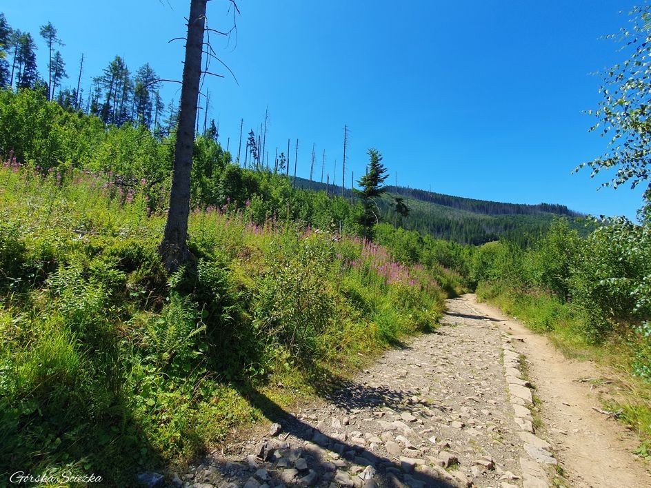 Wielki Kopieniec: Podejście powyżej Polany Olczyskiej