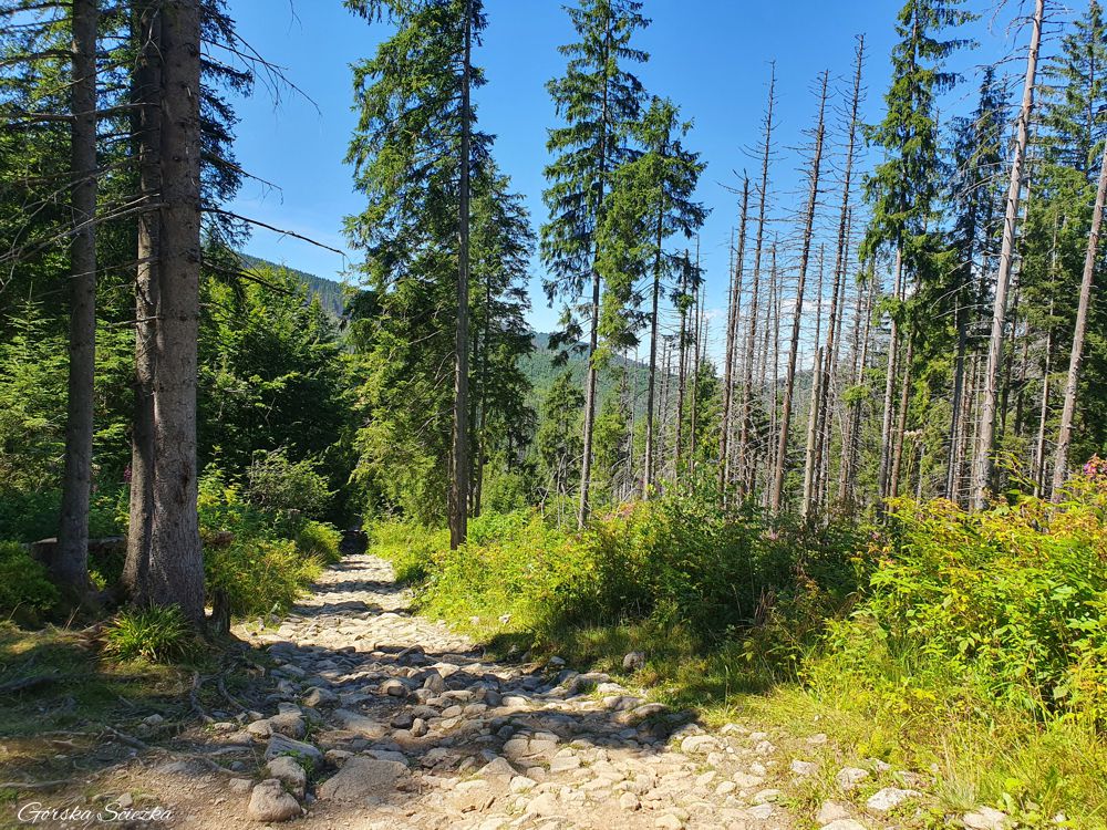 Wielki Kopieniec: Fragment szlaku zielonego