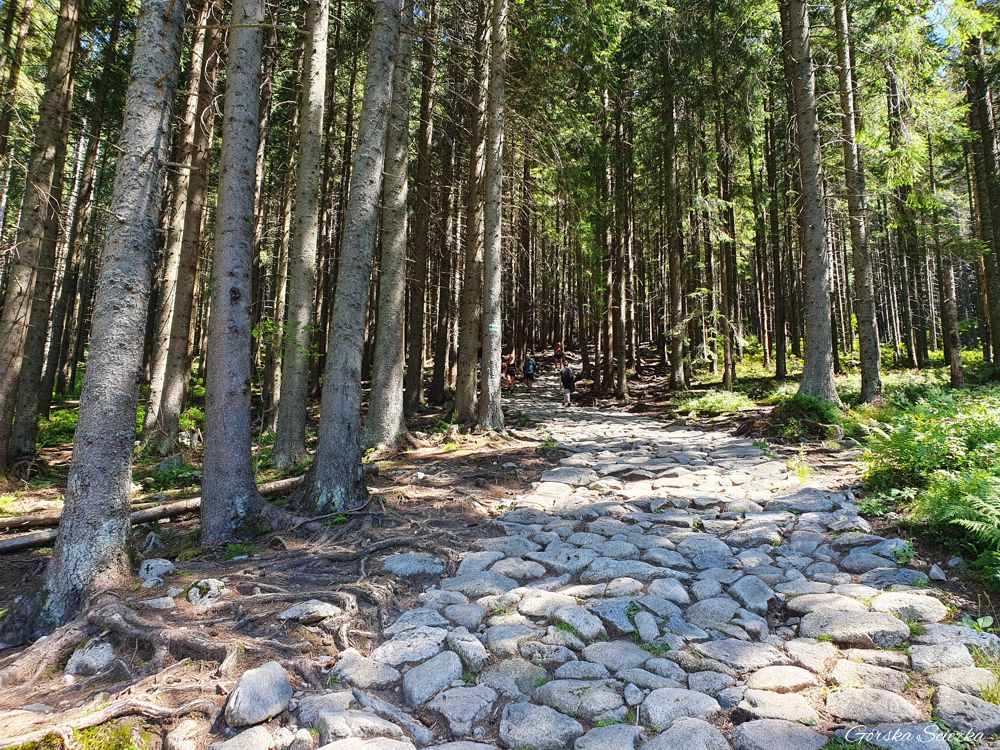 Wielki Kopieniec: Podejściem lasem na Polanę Kopieniec