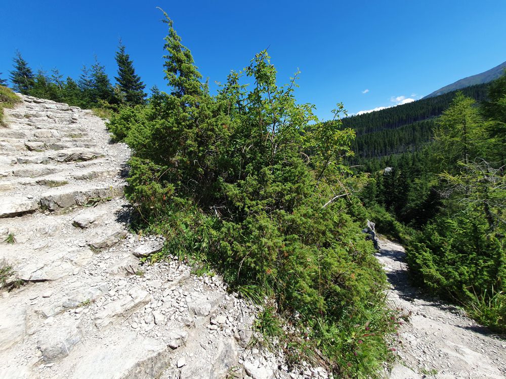 Wielki Kopieniec: Fragment szlaku na szczyt