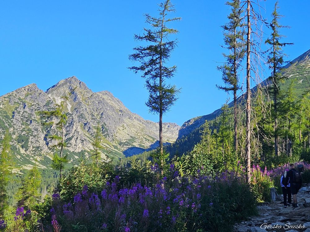Popradzki Staw (szlak czerwony): Szlak czerwony powyżej Szczyrbskiego Jeziora