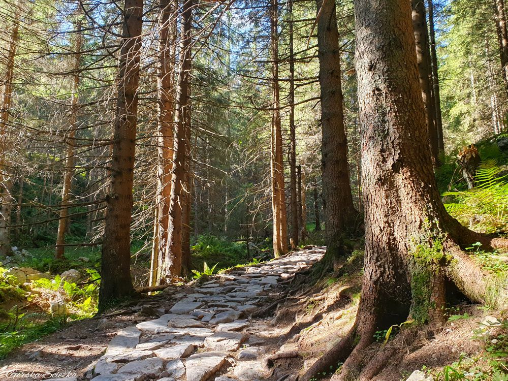 Hala Kondratowa: Podejście na Halę Kondratową przez las
