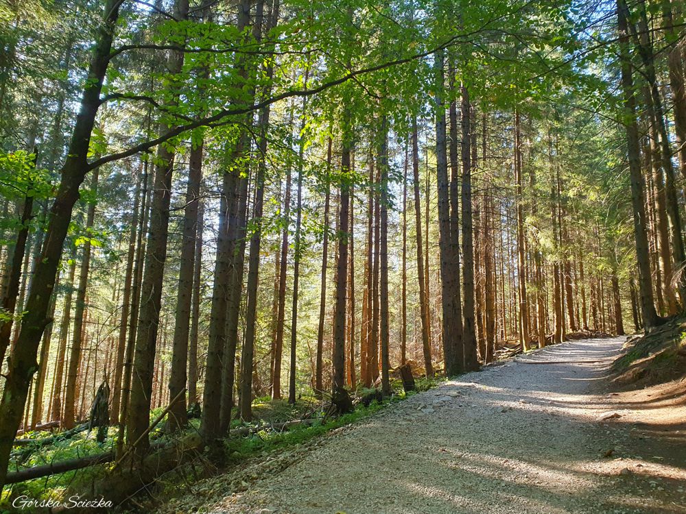 Hala Kondratowa: Przebieg szlaku niebieskiego