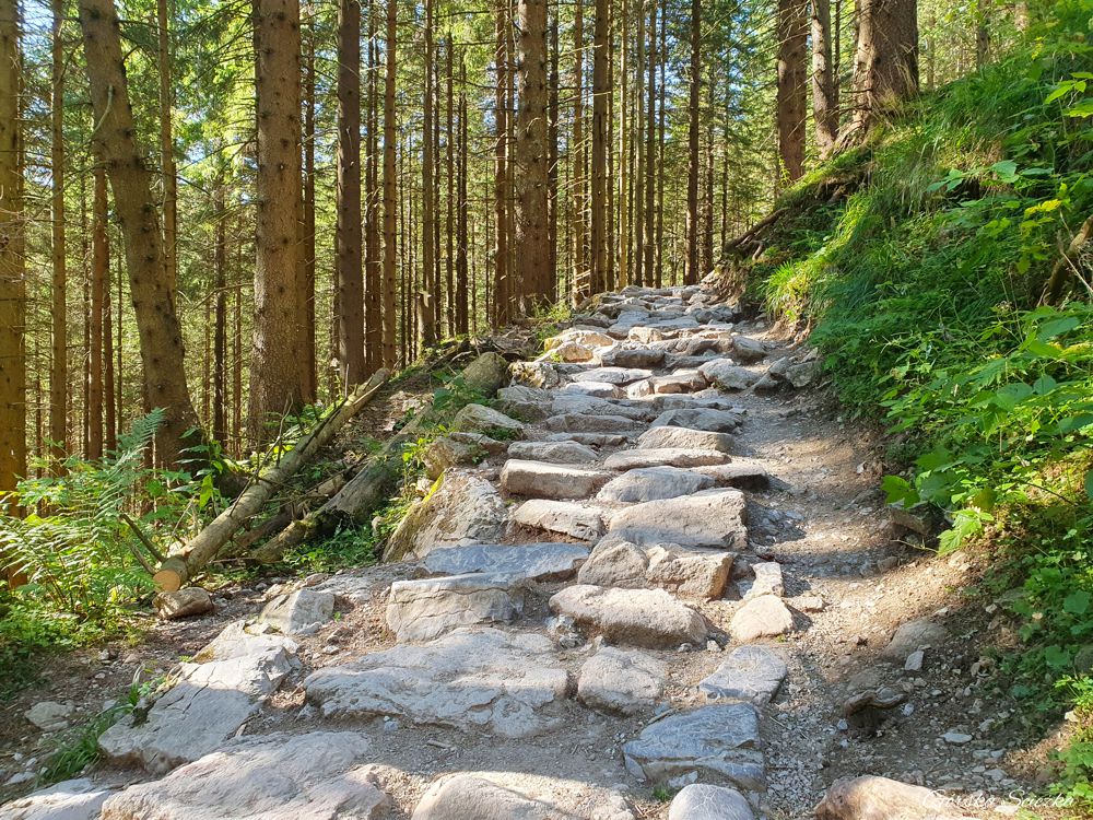 Hala Kondratowa: Podejście na Halę Kondratową przez las