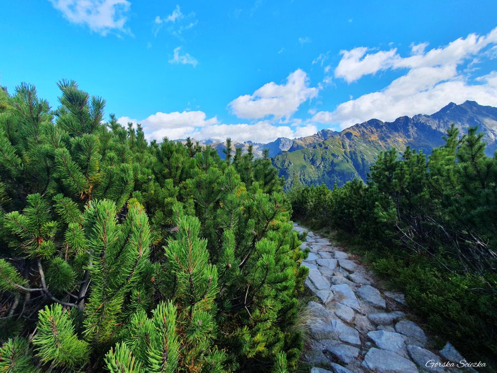 Świstówka Roztocka - z Doliny Pięciu Stawów do Morskiego Oka: Fragment szlaku niebieskiego pośród kosodrzewiny