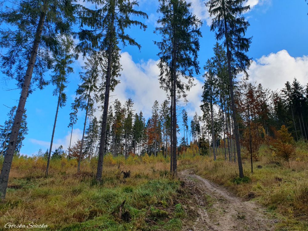 Bendoszka Wielka: Początek szlaku czerwonego