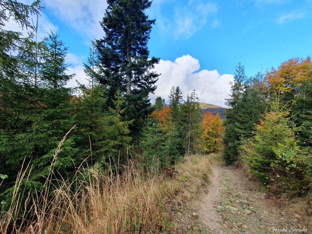 Bendoszka Wielka: Widok podczas podejścia szlakiem czerwonym