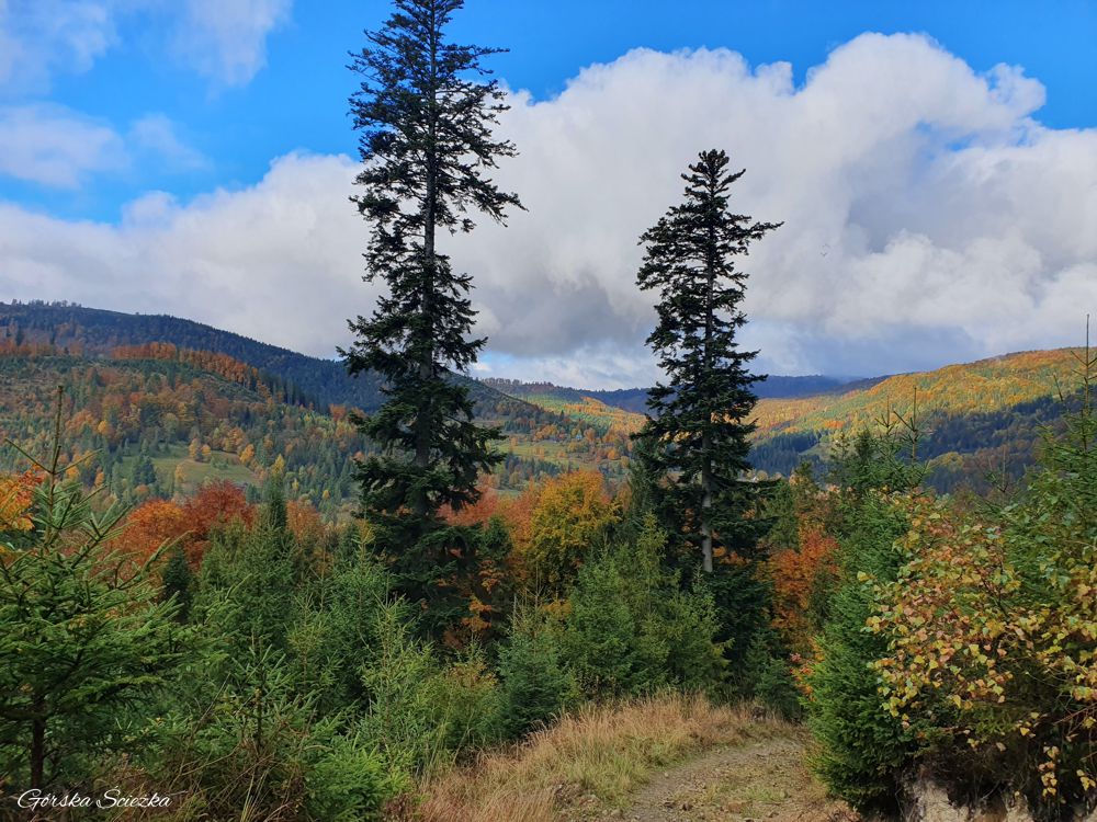 Bendoszka Wielka: Widok podczas podejścia szlakiem czerwonym
